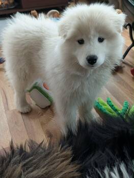 Samoyed Dogs Available for Adoption - Diane | PetCurious
