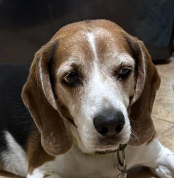 Kovi -  Beagle Dog for Adoption in Tomball, Texas - Kovi | PetCurious