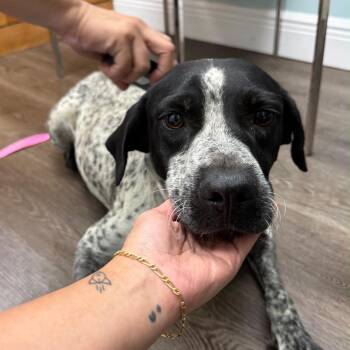 Lizzie -  German Shorthaired Pointer Dog for Adoption in Sunrise, Florida - Lizzie | PetCurious