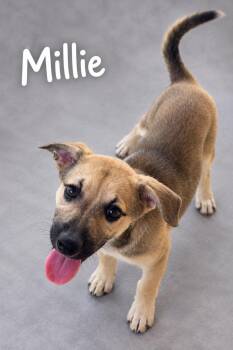 Millie -  German Shepherd Dog and Husky Dog for Adoption in Lucas, Texas - Millie | PetCurious