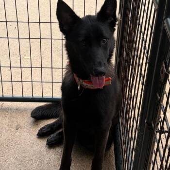 German Shepherd Dog and Mixed Breed Dogs Available for Adoption in Lake Jackson, Texas - Java | PetCurious