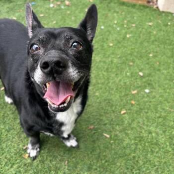 Sweetie Boy -  Mixed Breed Dog for Adoption in Port Richey, Florida - Sweetie Boy | PetCurious