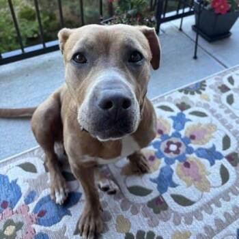 Hound and Mixed Breed Dogs Available for Adoption in Atlanta, Georgia - Daisy | PetCurious