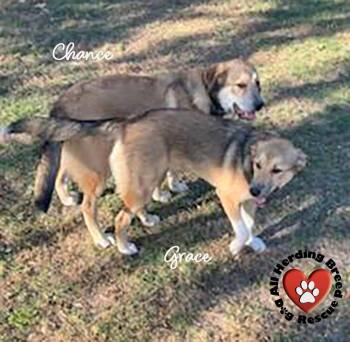 Rescue Great Pyrenees and Anatolian Shepherd Dogs for Adoption in Joliet, Illinois - Grace | PetCurious