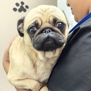 Pug Dogs Available for Adoption - Freya | PetCurious