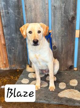 BLAZE 425 -  Yellow Labrador Retriever Dog for Adoption in New Berlin, Wisconsin - BLAZE 425 | PetCurious