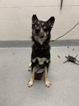 VON -  German Shepherd Dog and Siberian Husky Dog for Adoption in Indianapolis, Indiana - VON | PetCurious