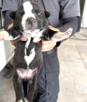 Pit Bull Terrier and Mixed Breed Dogs Available for Adoption in Houston, Texas - A654384 | PetCurious