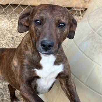 Hound and Terrier Dogs Available for Adoption - Han | PetCurious