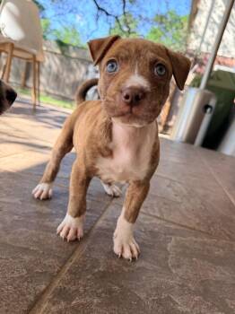 Burrito -  Pit Bull Terrier Dog for Adoption in Austin, Texas - Burrito | PetCurious
