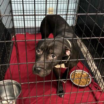 Rescue Black Labrador Retriever Dogs for Adoption in St. Louis, Missouri - Lowen | PetCurious