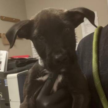 Richard -  Labrador Retriever and Mixed Breed Dog for Adoption in Yuma, Arizona - Richard | PetCurious