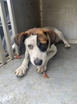 Rescue Terrier and Mixed Breed Dogs for Adoption in Moultrie, Georgia - Bob | PetCurious