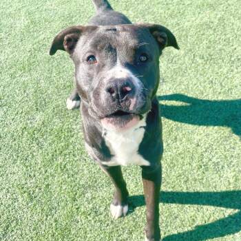 Mixed Breed Dogs Available for Adoption - Cleveland | PetCurious