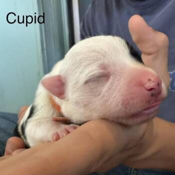 Cupid -  Australian Cattle Dog Blue Heeler and Mixed Breed Dog for Adoption in Lynchburg, Virginia - Cupid | PetCurious