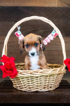 484-26 -  Australian Cattle Dog Blue Heeler Dog for Adoption in Brighton, Colorado - 484-26 | PetCurious