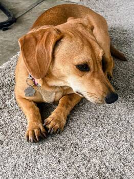 Winnie -  Dachshund Dog for Adoption in Portland, Oregon - Winnie | PetCurious