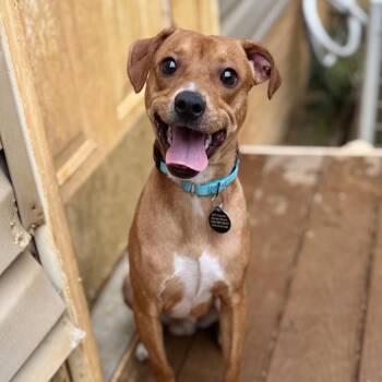 Mord -  Chihuahua and Mixed Breed Dog for Adoption in Fredericksburg, Virginia - Mord | PetCurious