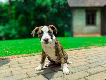Brooklyn -  Shepherd and Pit Bull Terrier Dog for Adoption in Macon, Georgia - Brooklyn | PetCurious