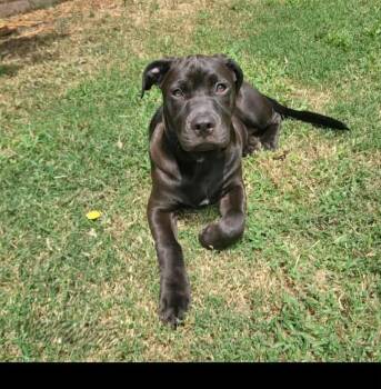 Rescue Pit Bull Terrier Dogs for Adoption in Lonsdale, Arkansas - Nova | PetCurious