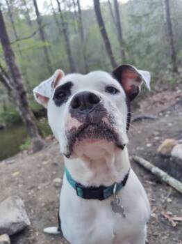 Rescue American Bulldog Dogs for Adoption in Rutherfordton, North Carolina - Olive (Courtesy Post) | PetCurious
