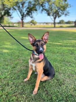 Texas -  German Shepherd Dog and Mixed Breed Dog for Adoption in Aiken, South Carolina - Texas | PetCurious