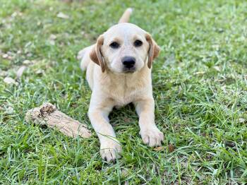Yellow Labrador Retriever and Australian Cattle Dog Blue Heeler Dogs Available for Adoption in Lucedale, Mississippi - Lumi | PetCurious