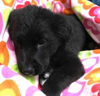 Rescue Shepherd Dogs for Adoption in Thief River Falls, Minnesota - Blaire | PetCurious