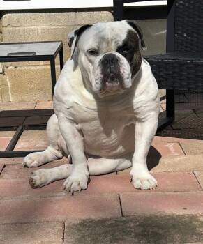 Chunk COURTESY POST -  American Bulldog Dog for Adoption in Cleveland, Ohio - Chunk COURTESY POST | PetCurious