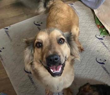 Shetland Sheepdog Sheltie Dogs Available for Adoption in Indianapolis, Indiana - Nugget | PetCurious