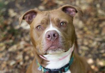 Marley -  Mixed Breed Dog for Adoption in Hamilton, Ohio - Marley | PetCurious