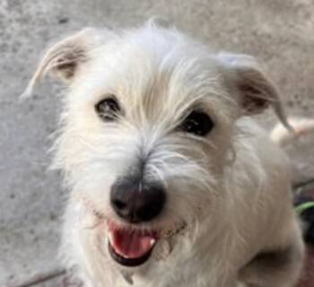 Terrier and Poodle Dogs Available for Adoption - Louie Too! Courtesy Post - -Foster Or Adopt Me! | PetCurious
