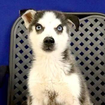 German Shepherd Dog Dogs Available for Adoption in Midland, Texas - Atka | PetCurious