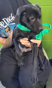 Pit Bull Terrier Dogs Available for Adoption in Lawrenceville, Georgia - Pen 215 Blake | PetCurious