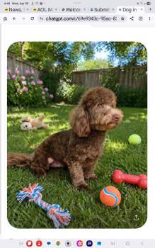 Bichon Frise and Poodle Dogs Available for Adoption in Seaford, Delaware - Valentine Candy | PetCurious