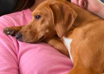 SOCKS -  Coonhound Dog for Adoption in Grand Prairie, Texas - SOCKS | PetCurious