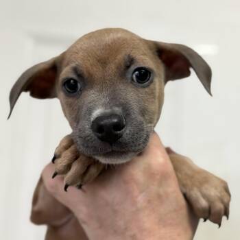 Sandra Diaz-Twine -  Mixed Breed Dog for Adoption in Columbia, South Carolina - Sandra Diaz-Twine | PetCurious