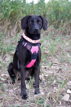 Sandy -  Black Labrador Retriever and Mixed Breed Dog for Adoption in Savage, Minnesota - Sandy | PetCurious