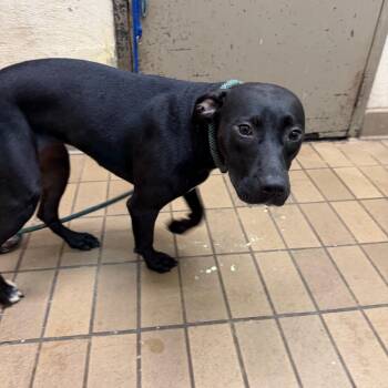 Sandy -  Pit Bull Terrier Dog for Adoption in Birmingham, Alabama - Sandy | PetCurious