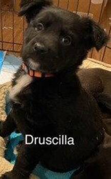 Drusilla -  Labrador Retriever Dog for Adoption in Newport, Kentucky - Drusilla | PetCurious