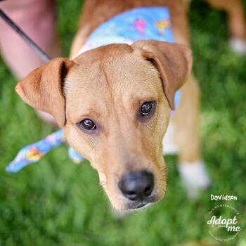 Davidson -  Labrador Retriever and Mixed Breed Dog for Adoption in Houston, Texas - Davidson | PetCurious