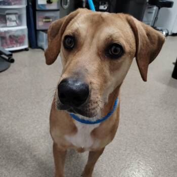 Jack -  Labrador Retriever and Mixed Breed Dog for Adoption in League City, Texas - Jack | PetCurious