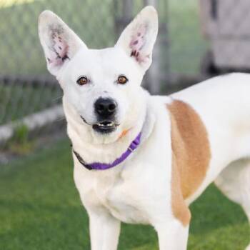 Australian Cattle Dog Blue Heeler and Pit Bull Terrier Dogs Available for Adoption - MOON | PetCurious