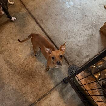 Chihuahua and Miniature Pinscher Dogs Available for Adoption in Albion, New York - Zoey | PetCurious