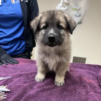 Paddington -  Great Pyrenees and Mixed Breed Dog for Adoption in Riverside, California - Paddington | PetCurious
