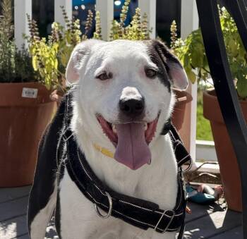 BJ - LOCAL - lovable and a looker -  Border Collie and Labrador Retriever Dog for Adoption in Andover, Massachusetts - BJ - LOCAL - Lovable And A Looker | PetCurious