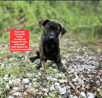 Storm Belle -  Black Mouth Cur and Labrador Retriever Dog for Adoption in Oviedo, Florida - Storm Belle | PetCurious