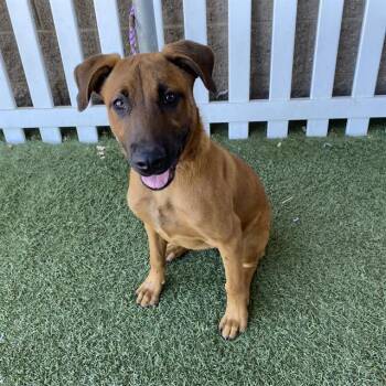 A612362 -  Pit Bull Terrier and German Shepherd Dog Dog for Adoption in Modesto, California - A612362 | PetCurious