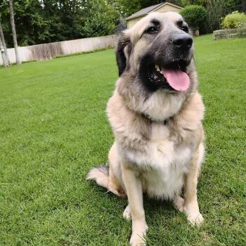 Faith -  Great Pyrenees Dog for Adoption in Chatham, New Jersey - Faith | PetCurious