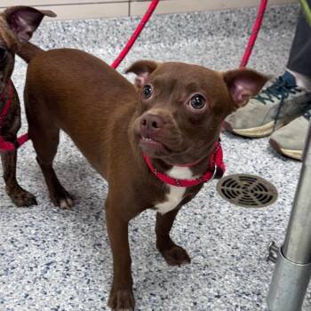 Phoebe -  Boston Terrier and Chihuahua Dog for Adoption in Chicago, Illinois - Phoebe | PetCurious